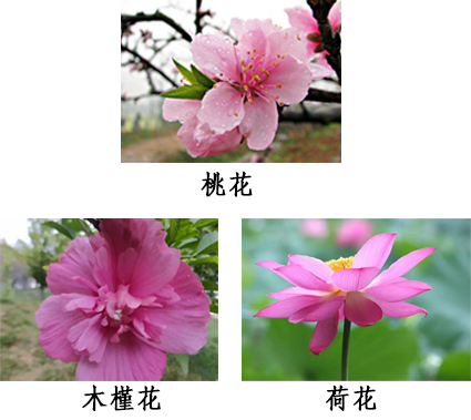 三花抗藍精粹