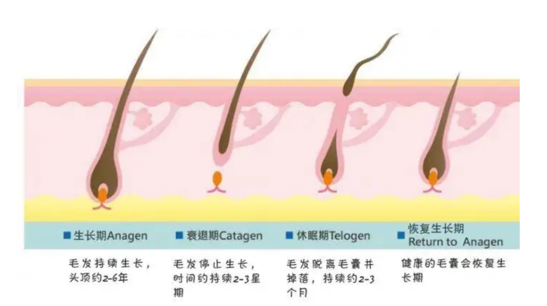 脫發機理