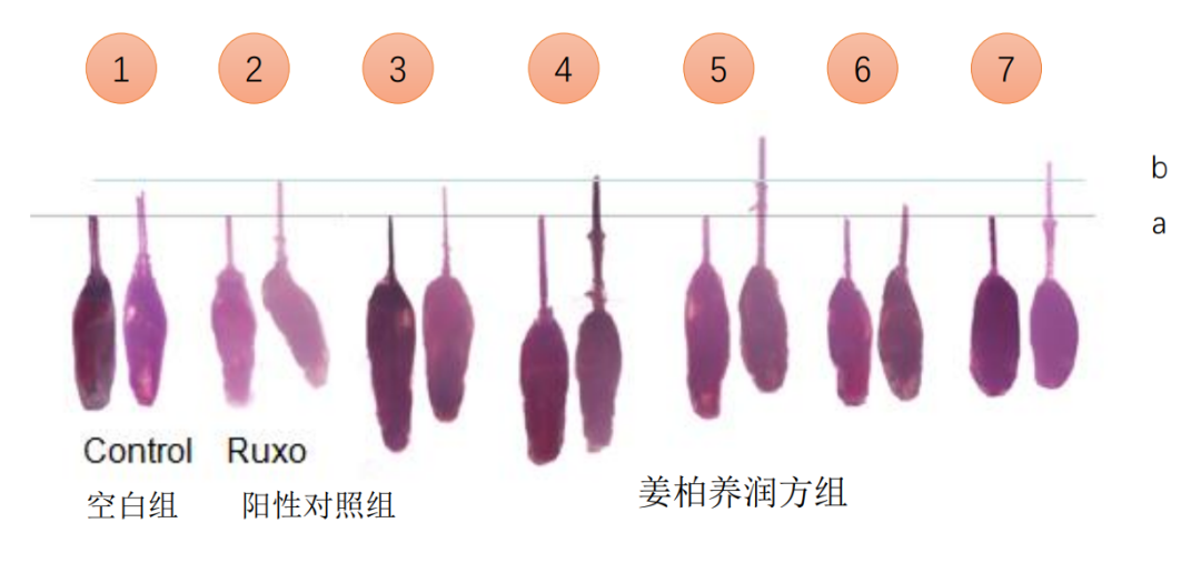 姜柏養潤方實驗圖.png